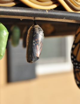 Insights from the NCCDH’s racial equity journey